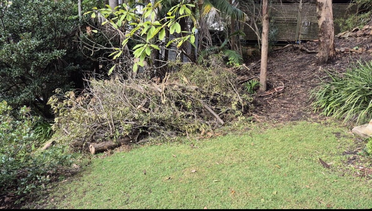 Overgrown garden before clean-up